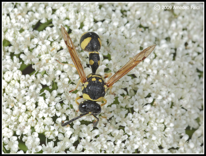 Dalla Sicilia Eumenes sp. (Vespidae Eumeninae)